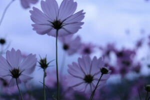 白ワインに合う秋の献立3品｜アフェクテュス・ロウレイロ