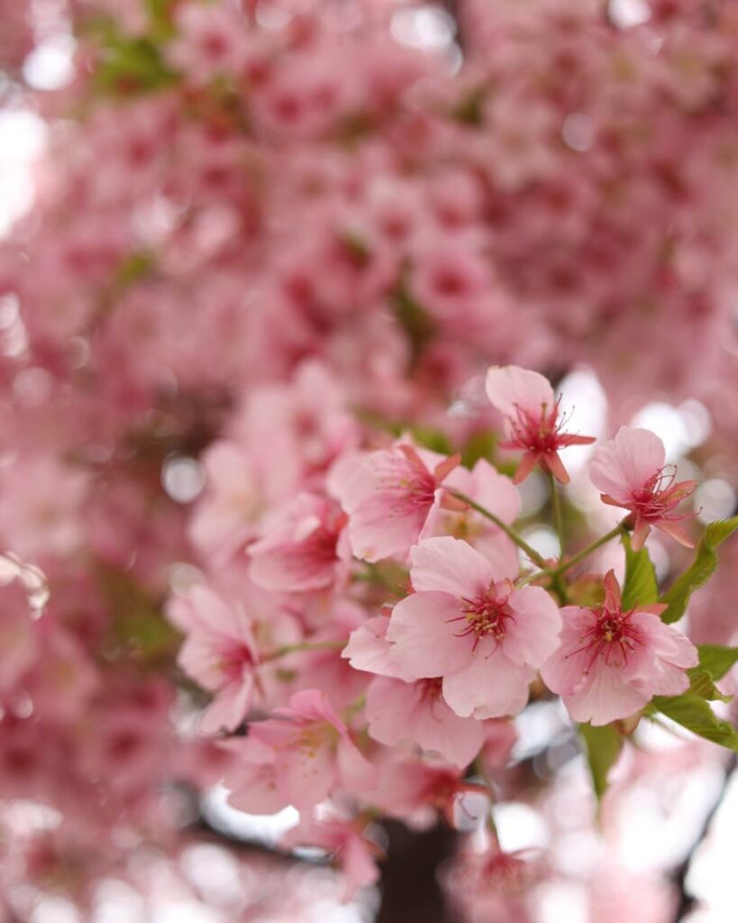 濃いピンクの花が咲き誇る河津桜のクローズアップ