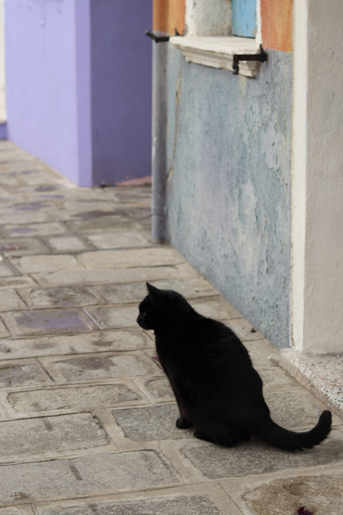 ブラーノ島の路地で佇む黒猫。背景はラベンダー色と水色に塗られた建物の壁。